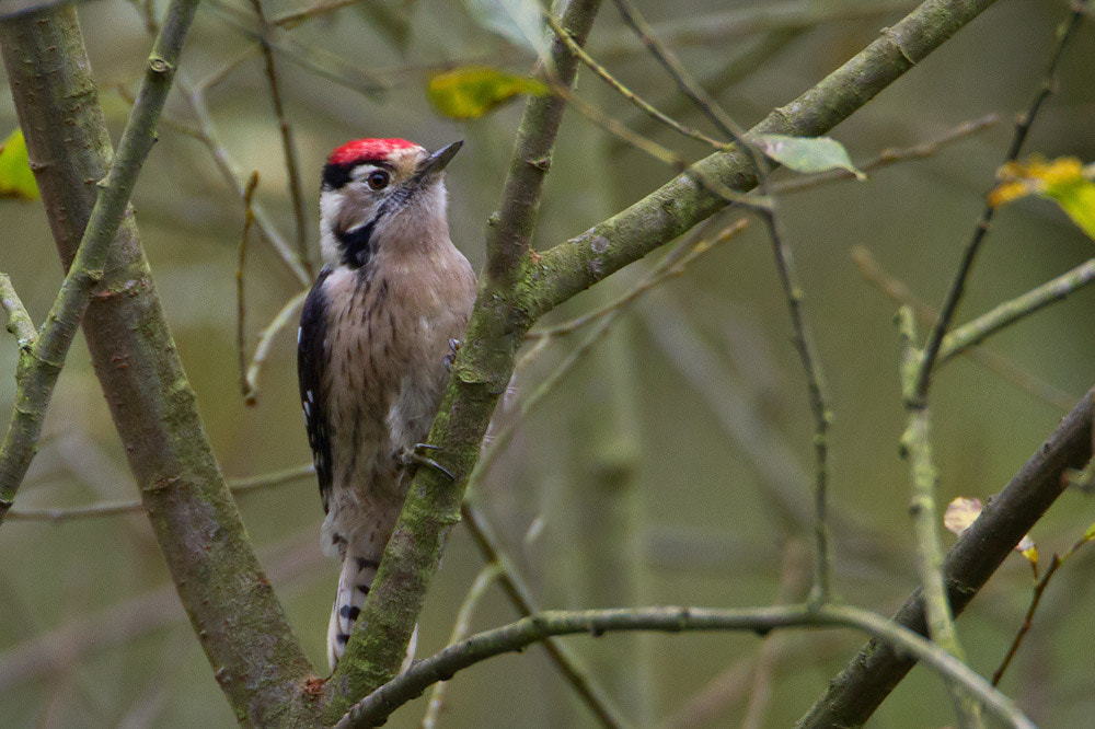 Canon EOS 7D sample photo. Lesser spotted woodpecker photography