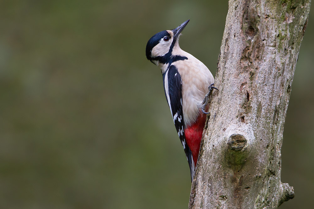 Canon EOS 7D sample photo. Great spotted woodpecker photography
