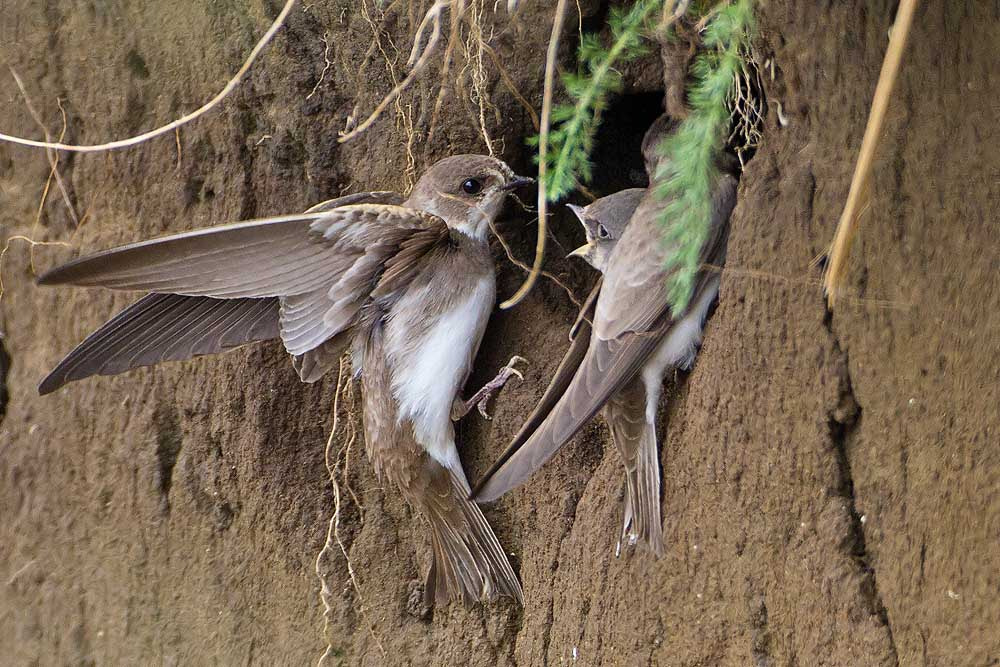 Canon EF 500mm F4L IS USM sample photo. Sand martin photography