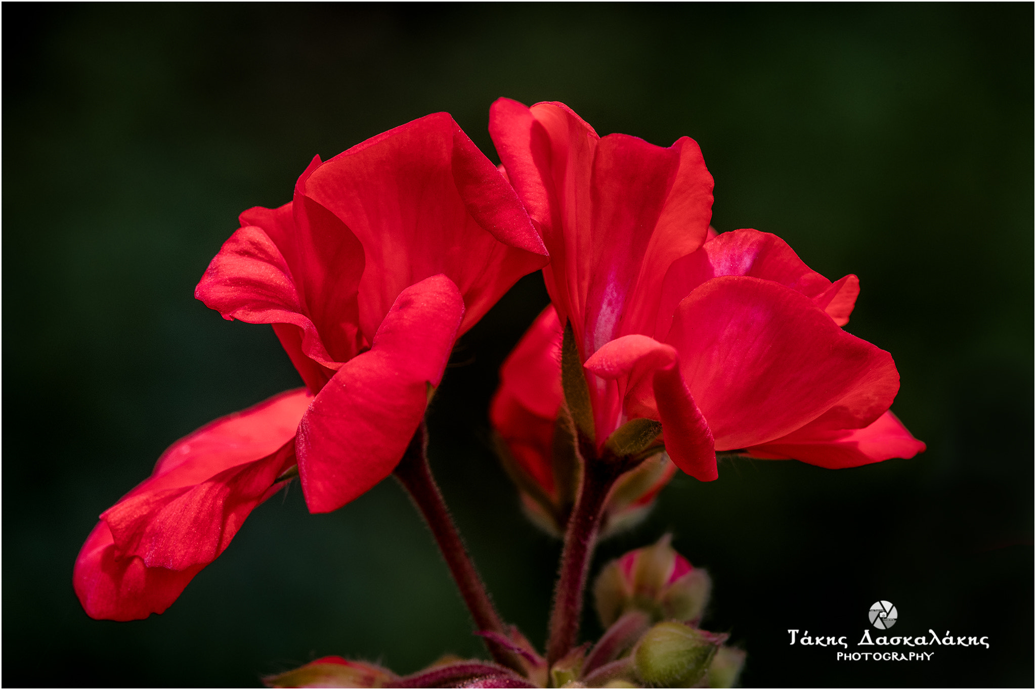 Nikon AF-S Micro-Nikkor 105mm F2.8G IF-ED VR sample photo. Dsc photography