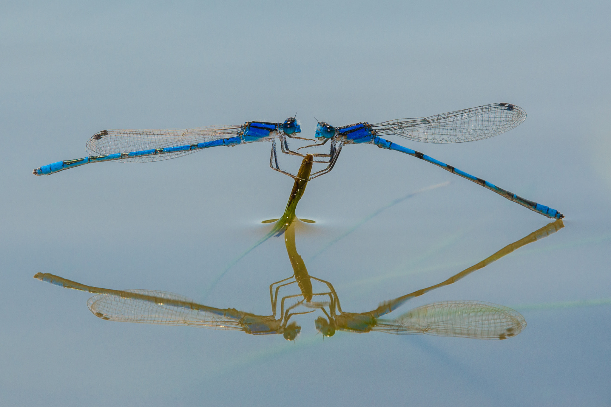 Canon EOS-1D Mark III + Tamron SP AF 180mm F3.5 Di LD (IF) Macro sample photo. Double damselflies, reflected photography