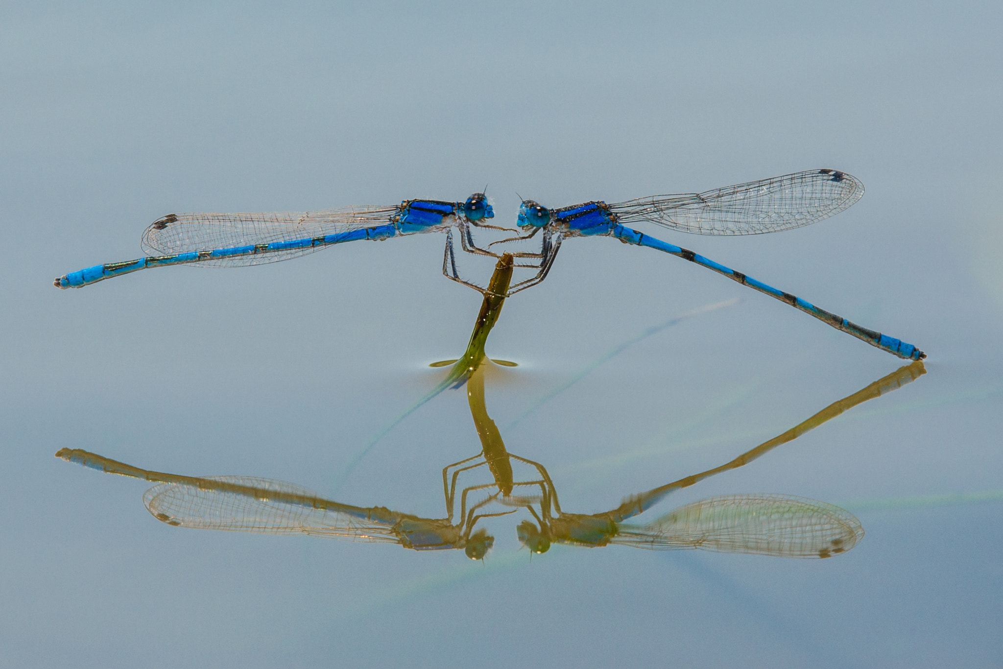 Tamron SP AF 180mm F3.5 Di LD (IF) Macro sample photo. Double damselflies, reflected photography