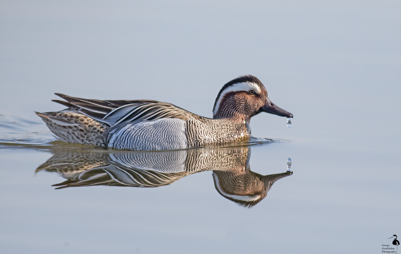 Canon EOS 70D + Canon EF 400mm F5.6L USM sample photo. Garganey photography