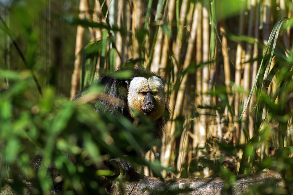 Sony SLT-A77 + Sony 70-400mm F4-5.6 G SSM sample photo. White-faced saki photography