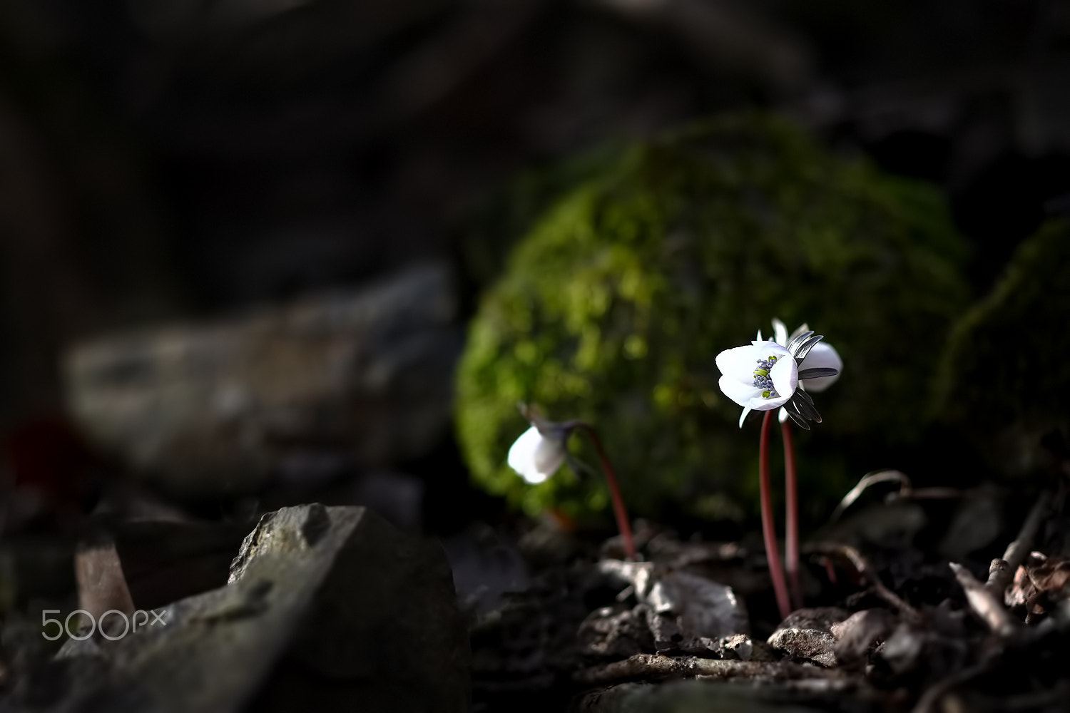 ZEISS Makro-Planar T* 50mm F2 sample photo. Just feel the nature - eranthis byunsanensis photography