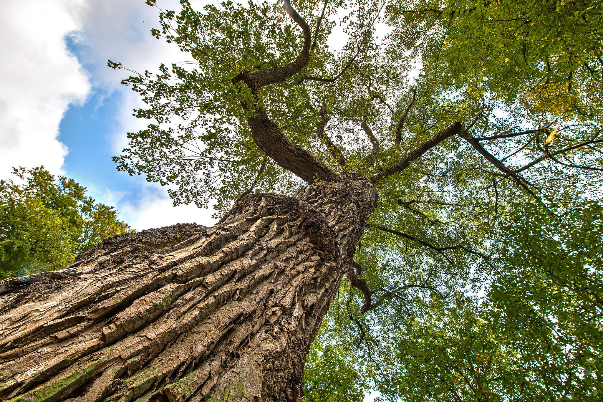 Nikon D3X sample photo. Tree princenteun photography