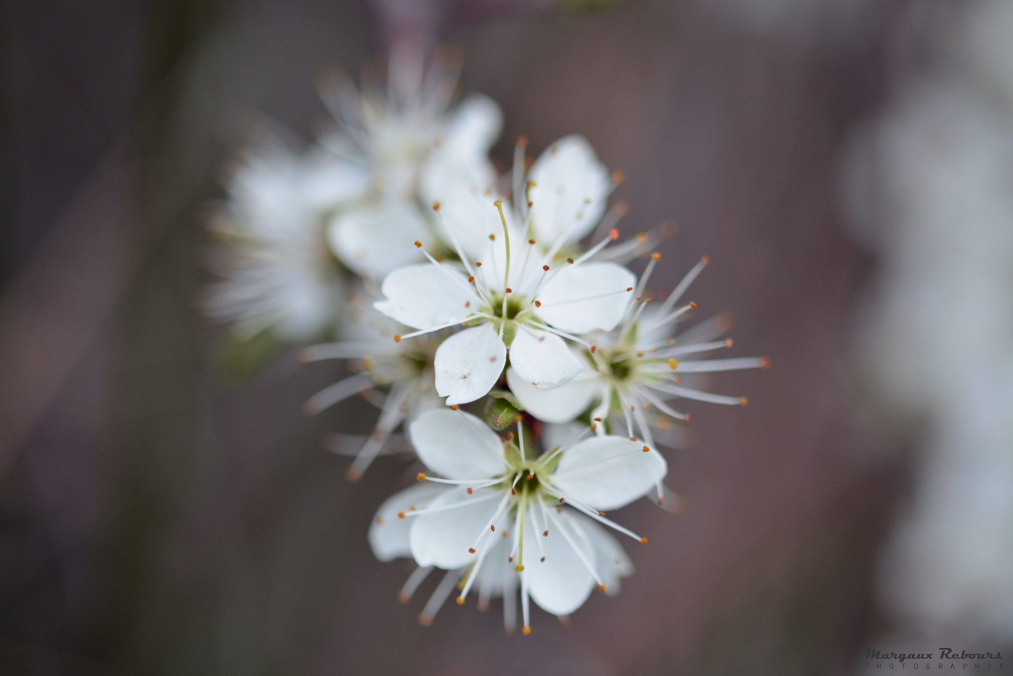 Nikon AF Nikkor 28mm F2.8D sample photo. Hello spring ! photography