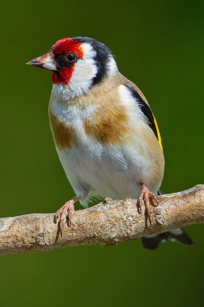 Canon EOS 7D + Canon EF 500mm F4L IS USM sample photo. Goldfinch photography