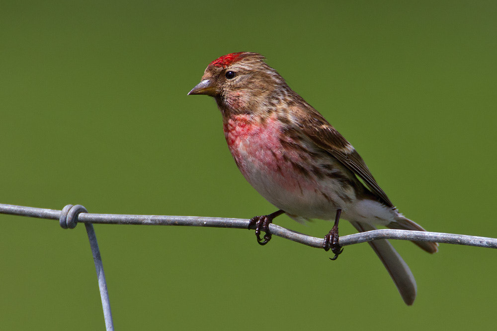Canon EOS 7D + Canon EF 500mm F4L IS USM sample photo. Lesser redpoll photography
