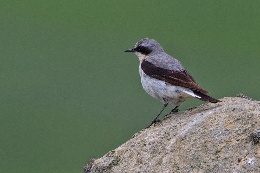 Canon EOS 7D + Canon EF 500mm F4L IS USM sample photo. Northern wheatear photography