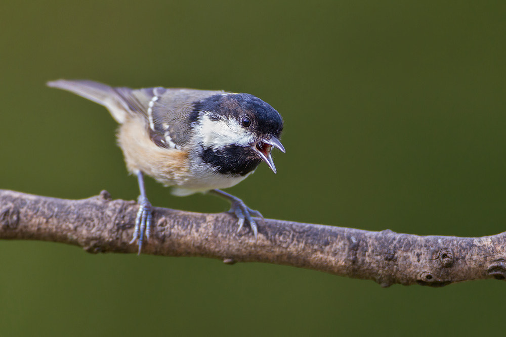 Canon EOS 7D + Canon EF 500mm F4L IS USM sample photo. Coal tit photography