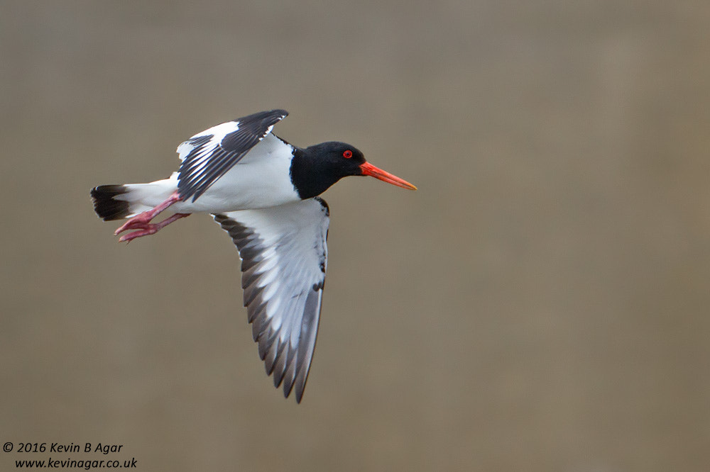 Canon EOS 7D sample photo. Oystercatcher photography