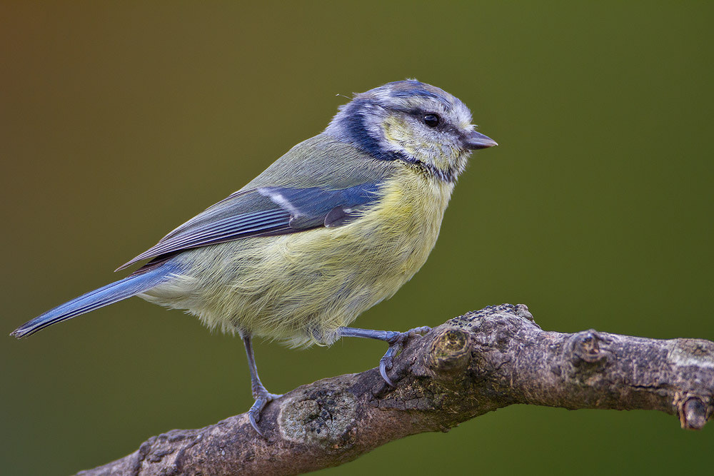 Canon EOS 7D + Canon EF 500mm F4L IS USM sample photo. Blue tit photography
