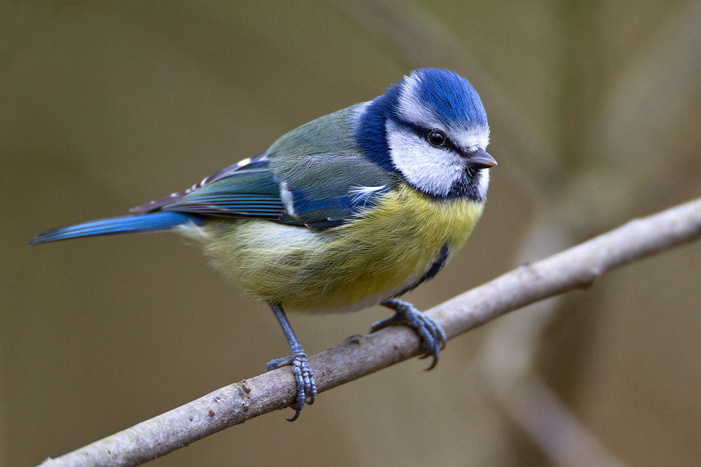 Canon EF 500mm F4L IS USM sample photo. Blue tit photography
