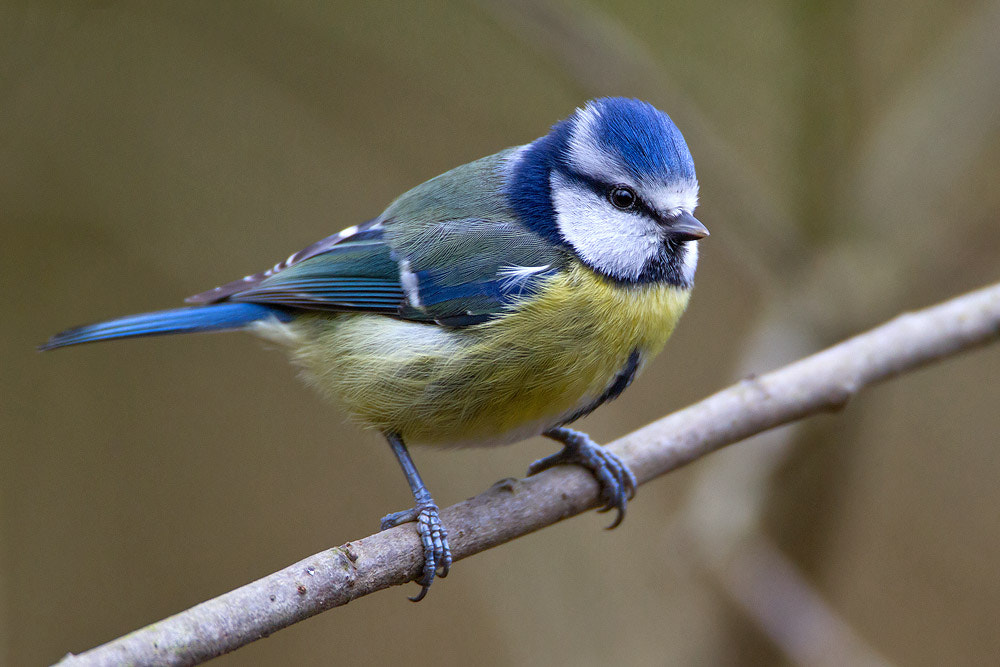 Canon EOS 7D sample photo. Blue tit photography