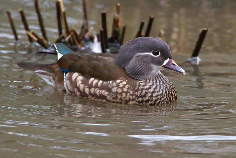 Canon EOS 7D + Canon EF 500mm F4L IS USM sample photo. Mandarin duck photography