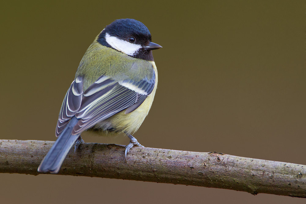 Canon EOS 7D + Canon EF 500mm F4L IS USM sample photo. Great tit photography
