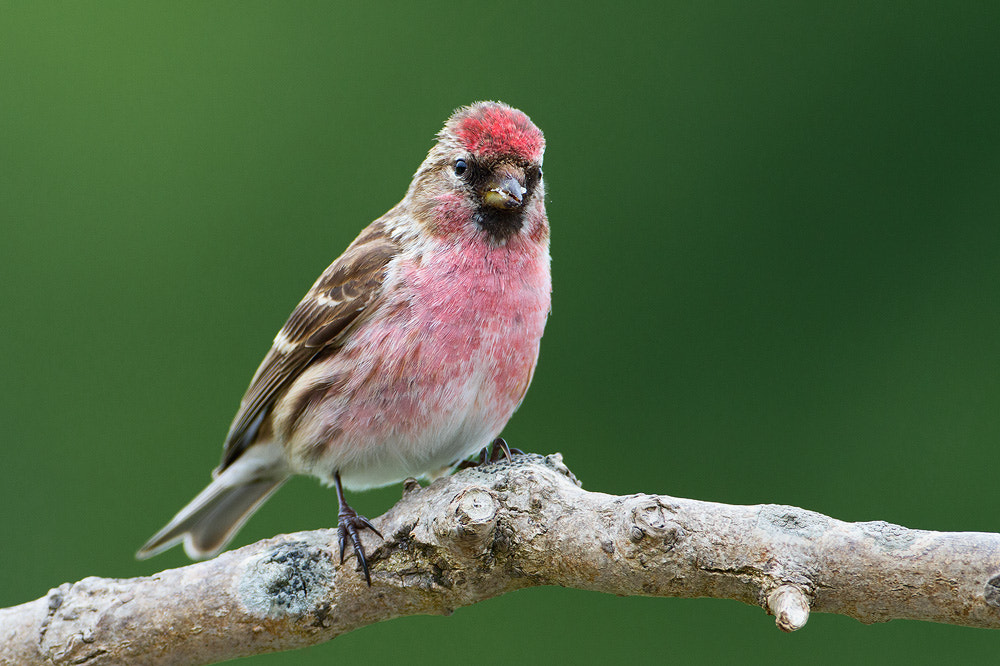 Canon EOS 7D + Canon EF 500mm F4L IS USM sample photo. Lesser redpoll photography