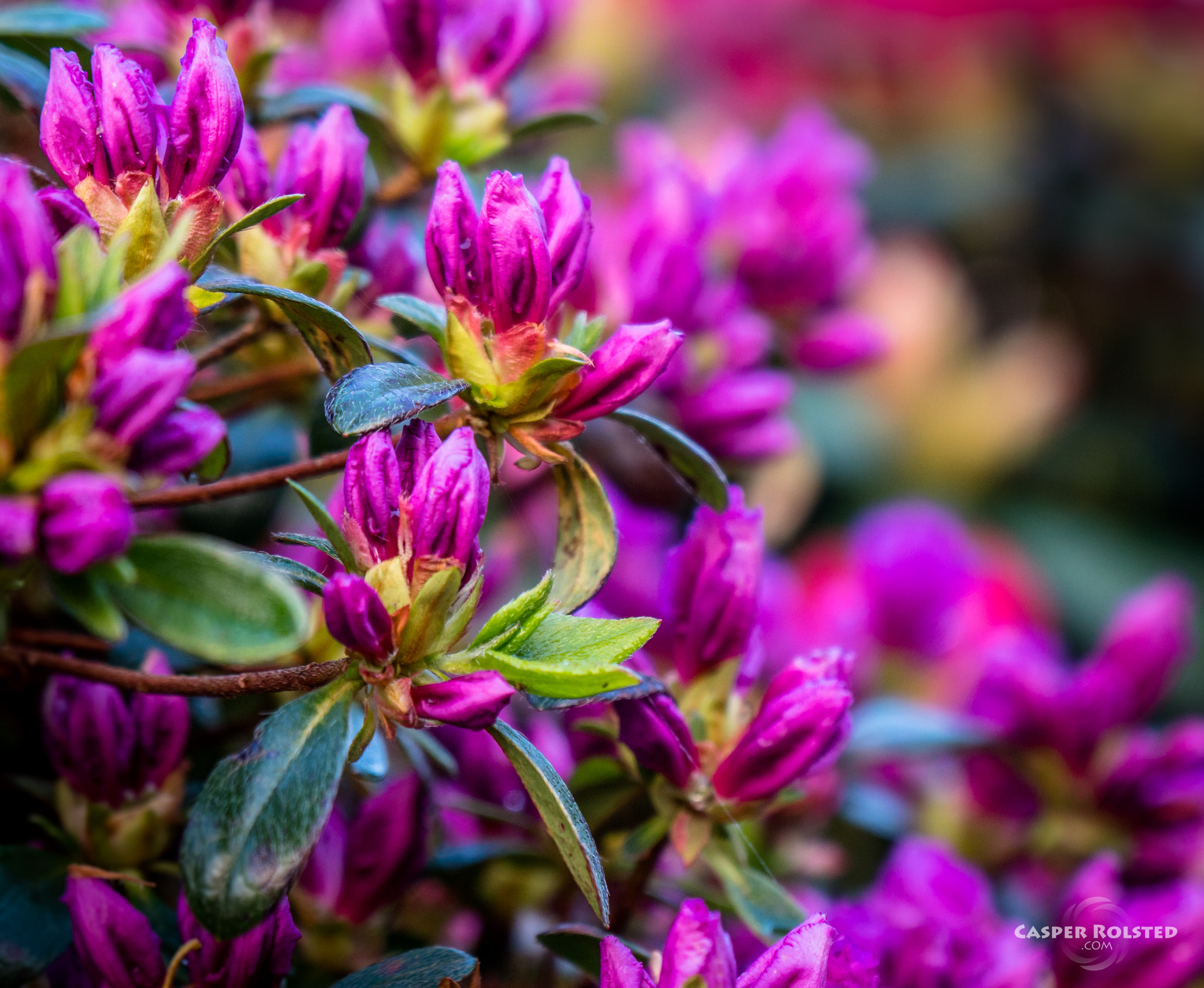 Sony a6300 + Sony Vario-Tessar T* E 16-70mm F4 ZA OSS sample photo. Purple flowers photography