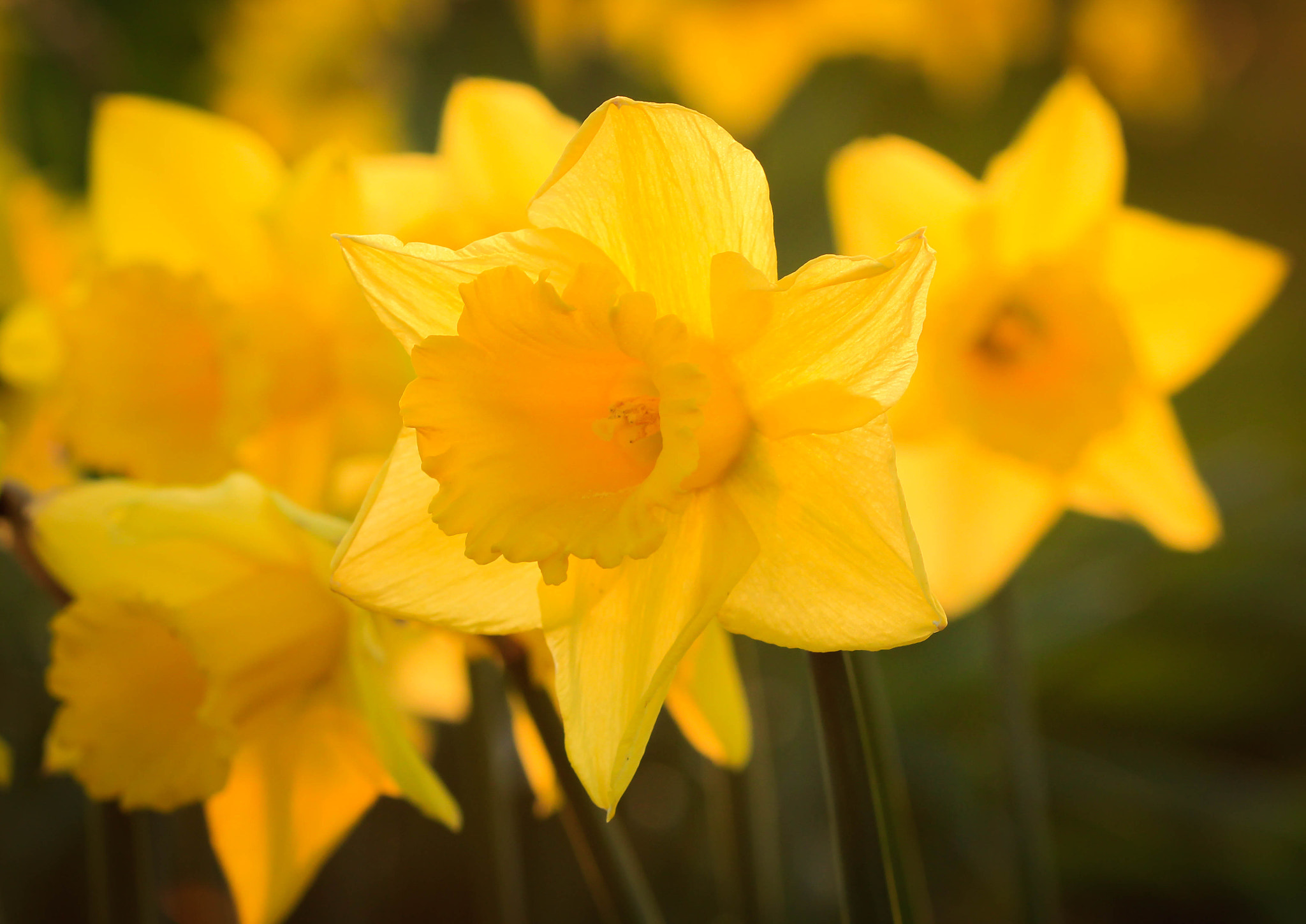 Canon EOS 600D (Rebel EOS T3i / EOS Kiss X5) sample photo. Daffodils in evening light photography