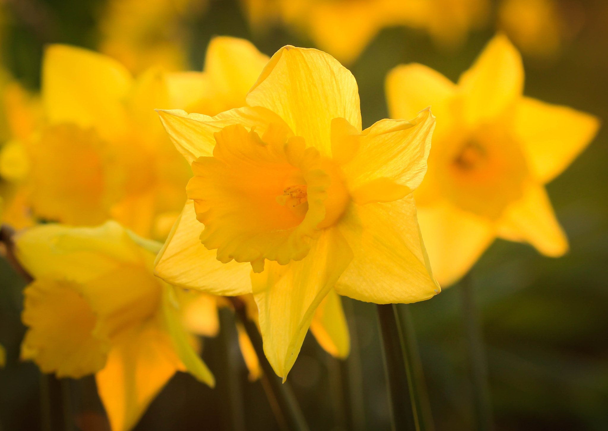 Canon EF 100mm F2.8 Macro USM sample photo. Daffodils in evening light photography