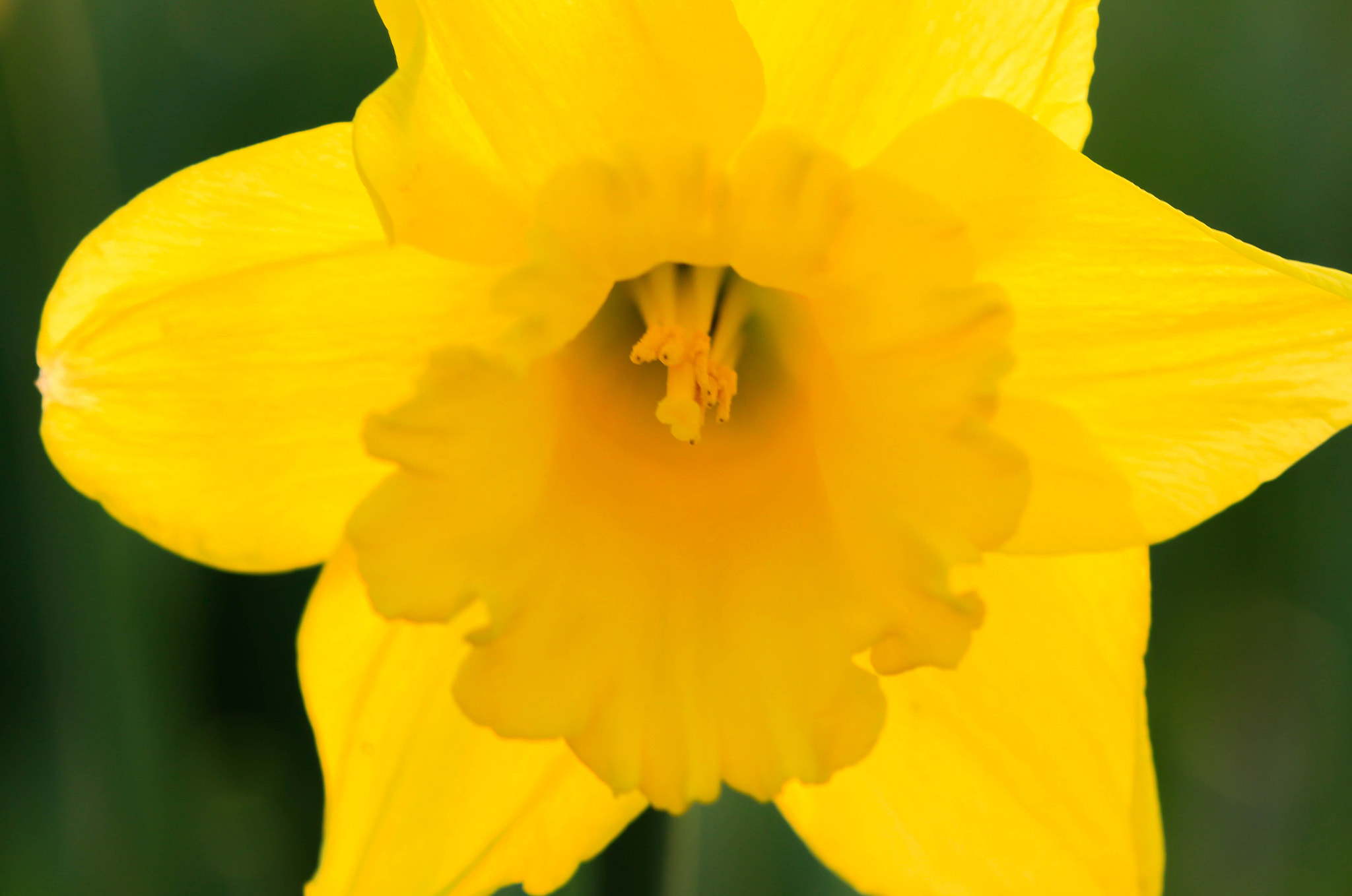 Canon EF 100mm F2.8 Macro USM sample photo. Daffodil in evening light photography