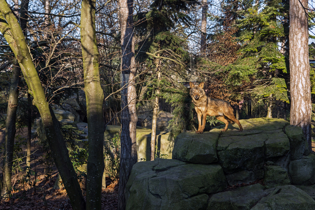 Sony SLT-A77 sample photo. Iberian wolf photography