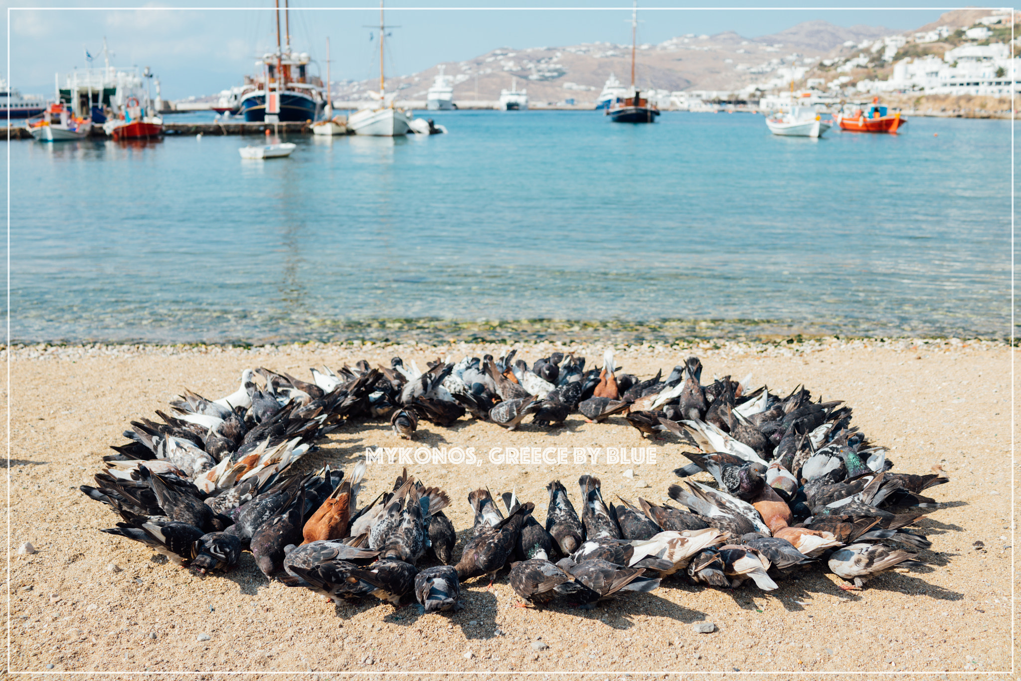 35mm F2.0 sample photo. Birds in circle photography