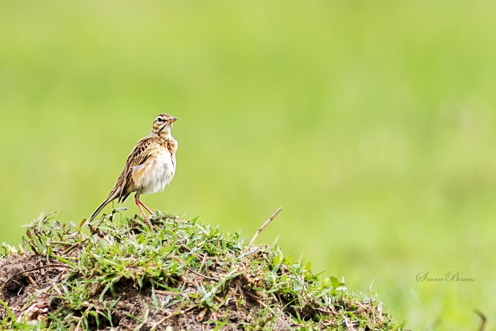 Canon EOS 700D (EOS Rebel T5i / EOS Kiss X7i) + Canon EF 300mm F4L IS USM sample photo. Paddy-field pipit photography