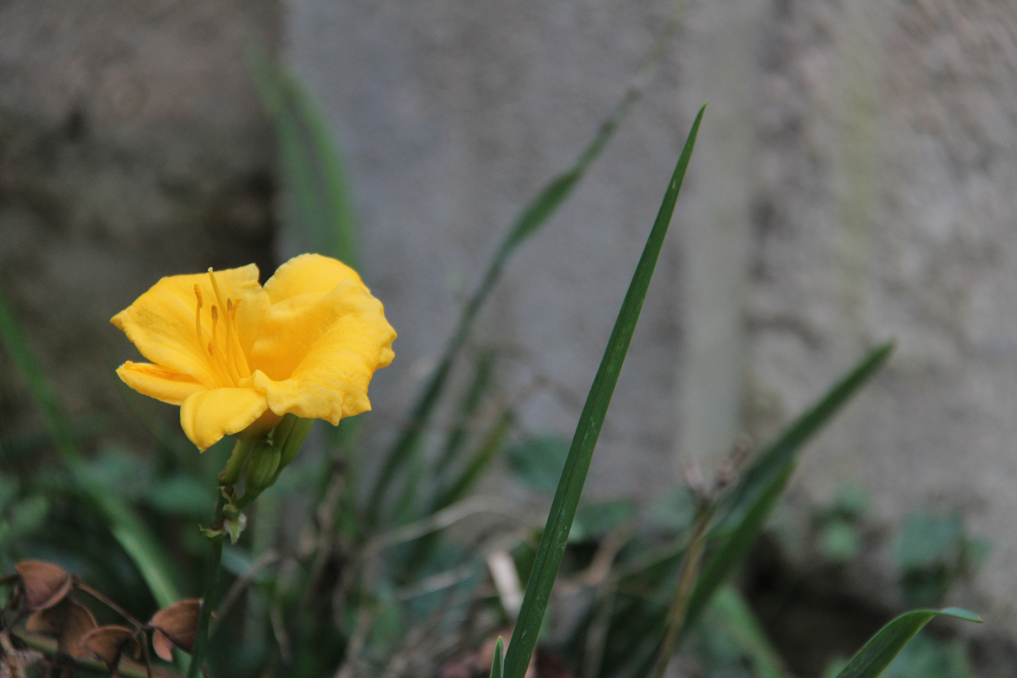 Canon EF-S 18-200mm F3.5-5.6 IS sample photo. 길가에서```` photography
