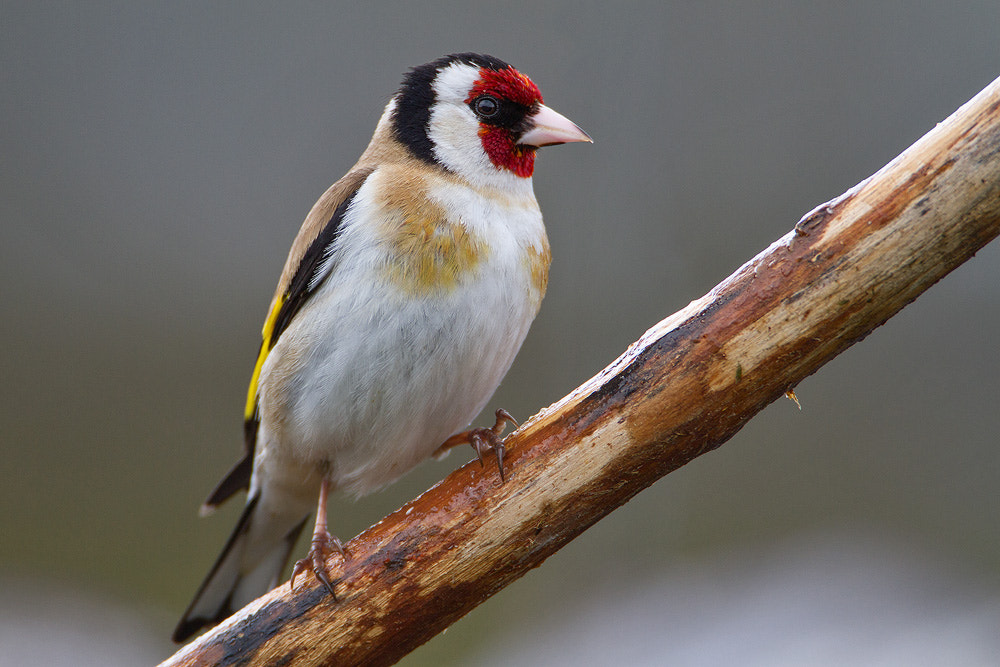 Canon EF 500mm F4L IS USM sample photo. Goldfinch photography