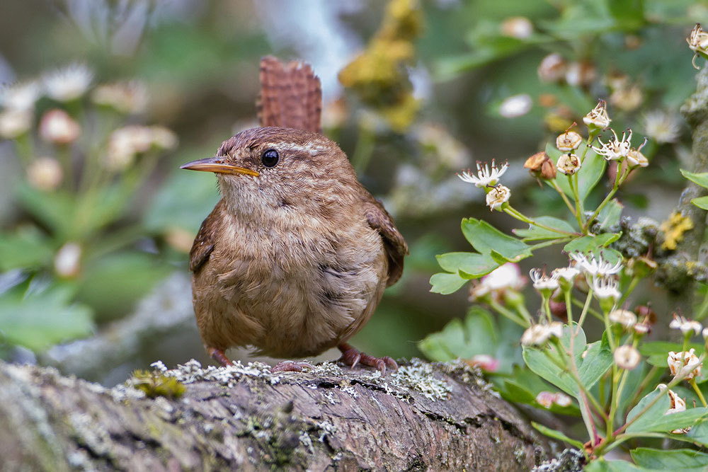 Canon EOS 7D + Canon EF 500mm F4L IS USM sample photo. Wren photography