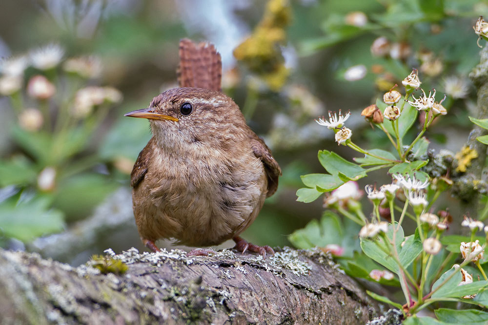 Canon EOS 7D sample photo. Wren photography