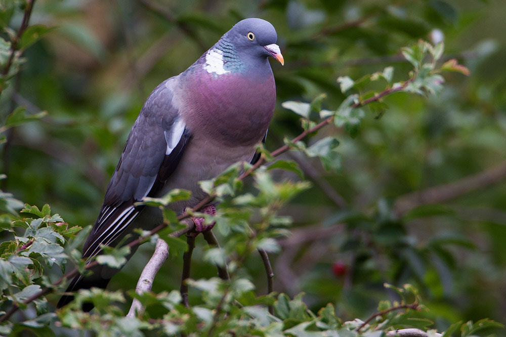 Canon EF 500mm F4L IS USM sample photo. Wood pigeon photography
