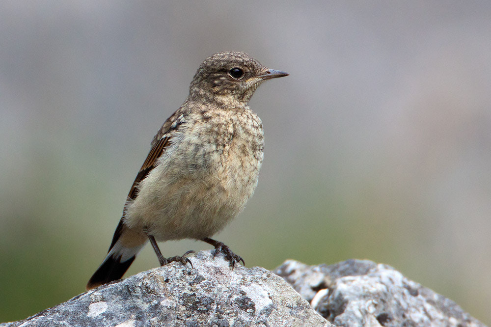 Canon EOS 50D + Canon EF 500mm F4L IS USM sample photo. Northern wheatear photography