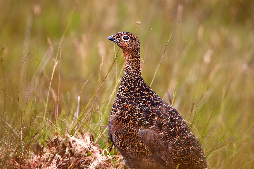 Canon EOS 50D + Canon EF 500mm F4L IS USM sample photo. Red grouse photography