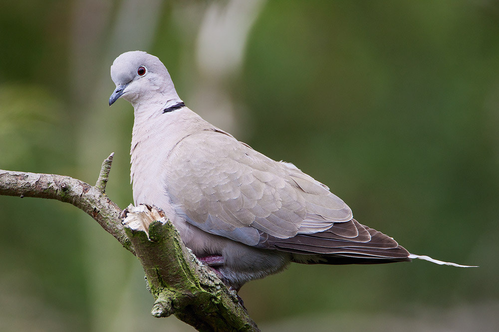 Canon EF 500mm F4L IS USM sample photo. Collared dove photography
