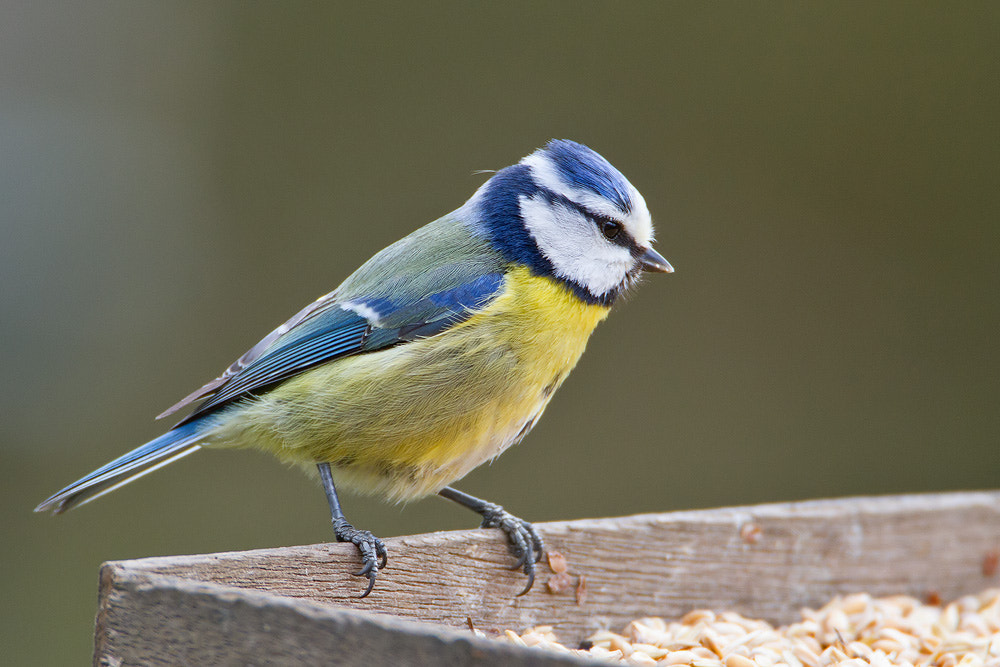 Canon EF 500mm F4L IS USM sample photo. Blue tit photography