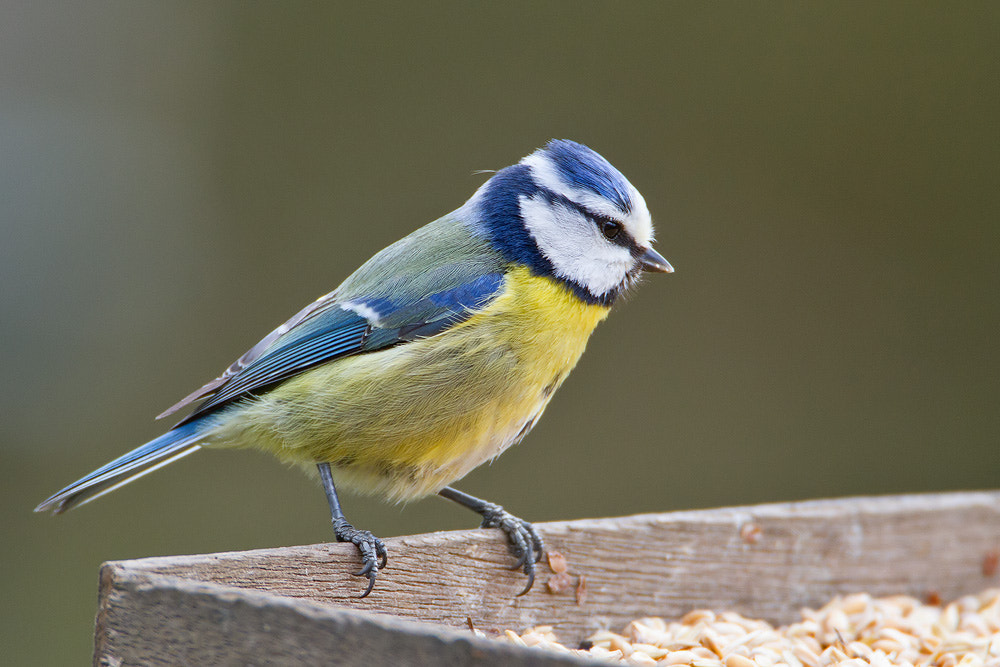 Canon EOS 7D sample photo. Blue tit photography