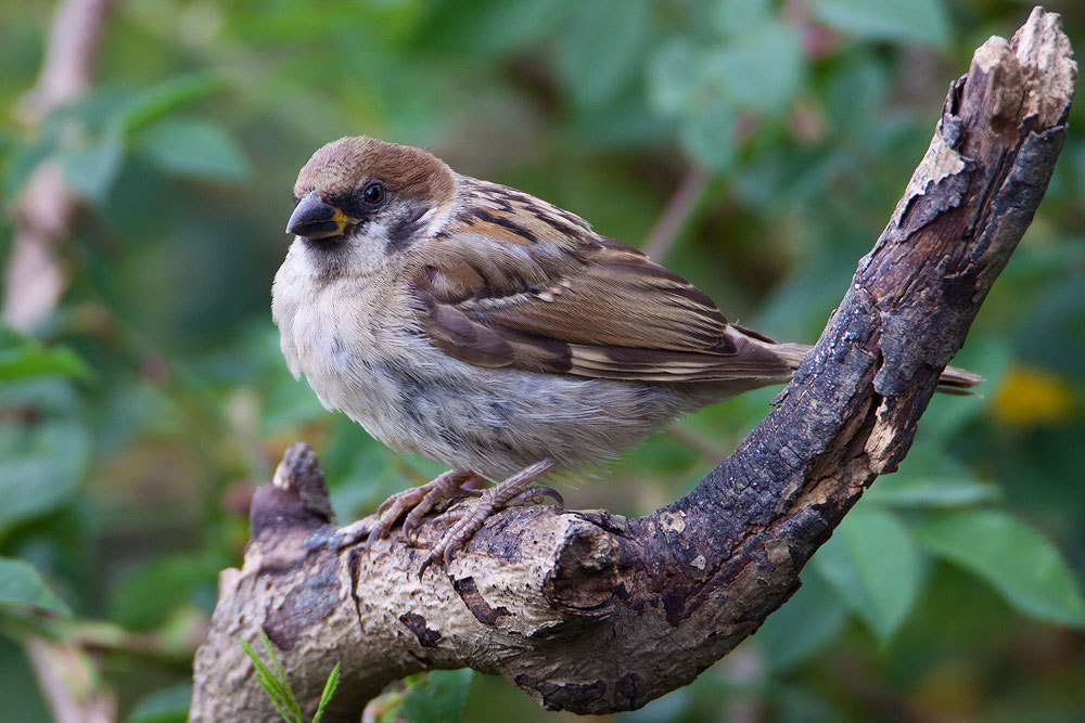 Canon EF 500mm F4L IS USM sample photo. Tree sparrow photography