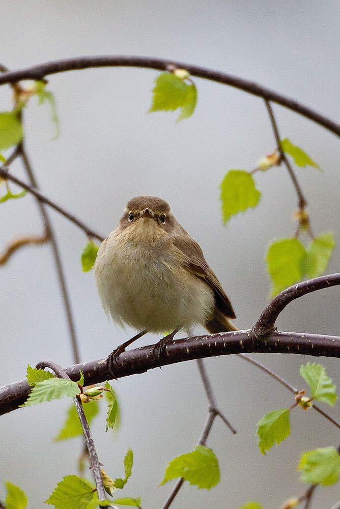 Canon EF 500mm F4L IS USM sample photo. Chiffchaff photography
