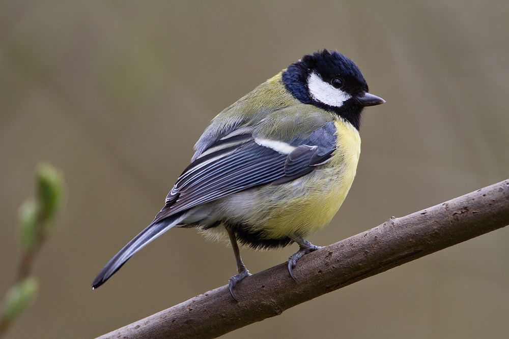 Canon EF 500mm F4L IS USM sample photo. Great tit photography