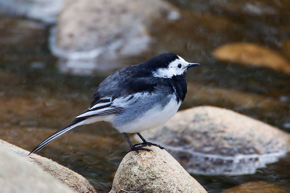 Canon EF 500mm F4L IS USM sample photo. Pied wagtail photography
