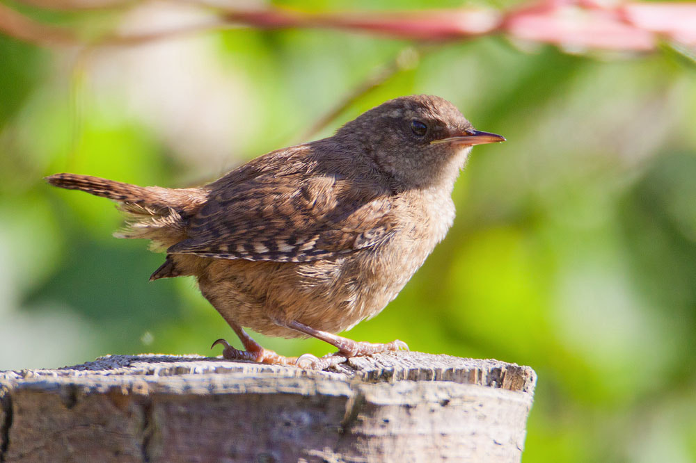 Canon EF 500mm F4L IS USM sample photo. Wren photography