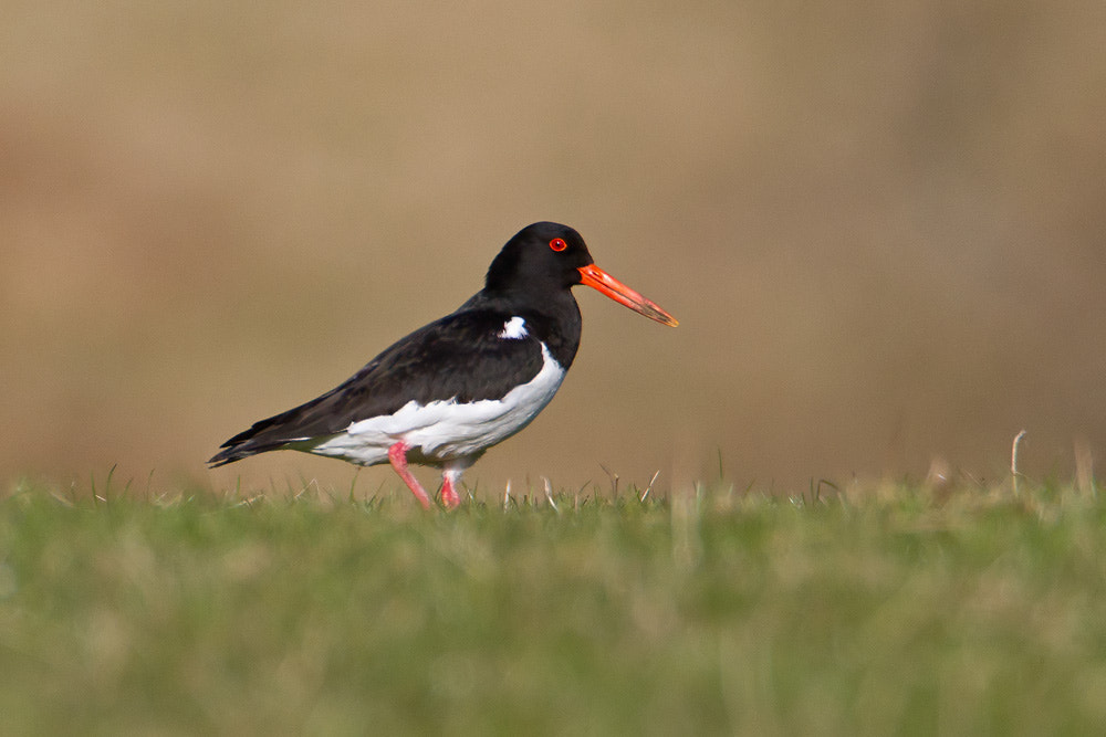 Canon EOS 7D + Canon EF 500mm F4L IS USM sample photo. Oystercatcher photography