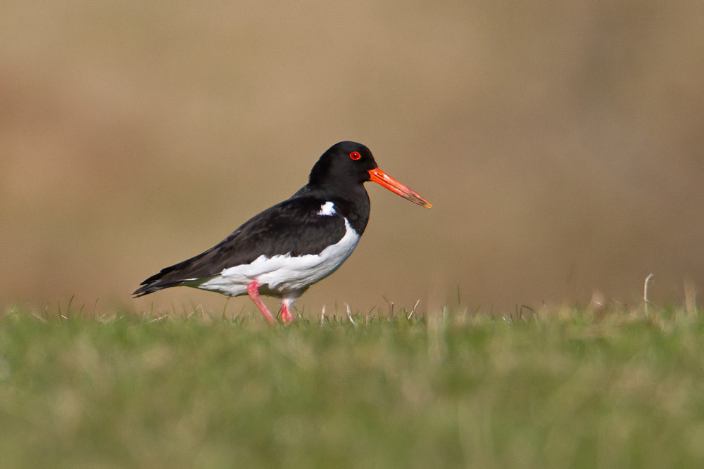 Canon EOS 7D sample photo. Oystercatcher photography