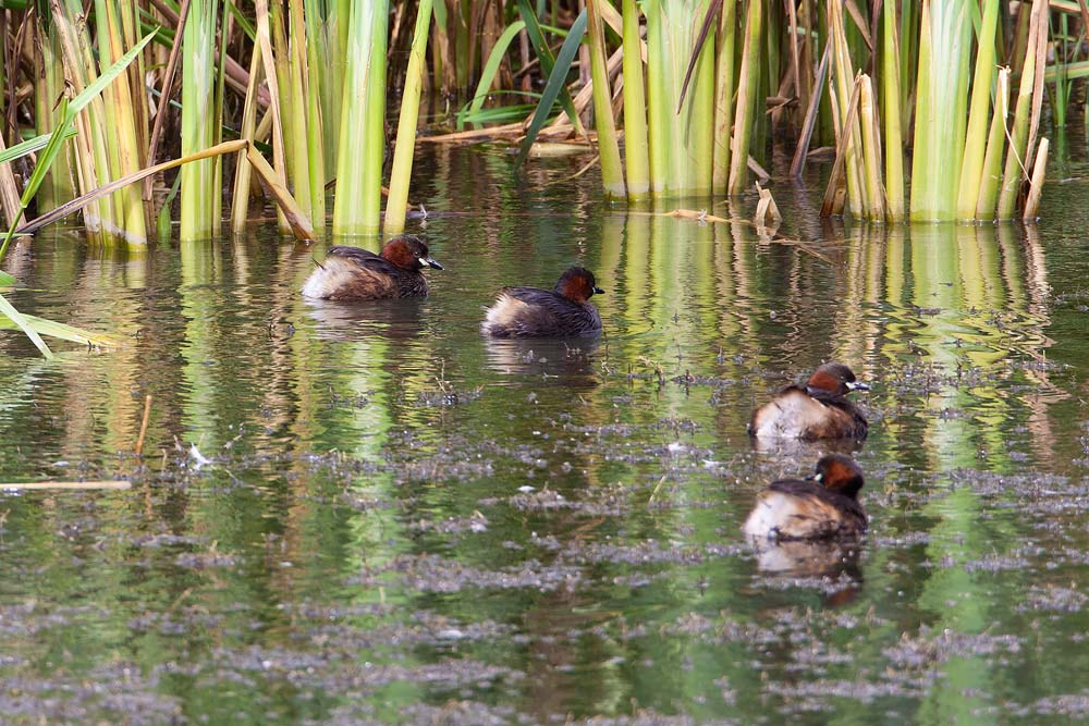 Canon EOS 50D sample photo. Little grebe photography