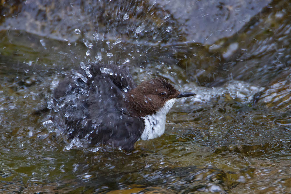 Canon EOS 7D + Canon EF 500mm F4L IS USM sample photo. Dipper photography