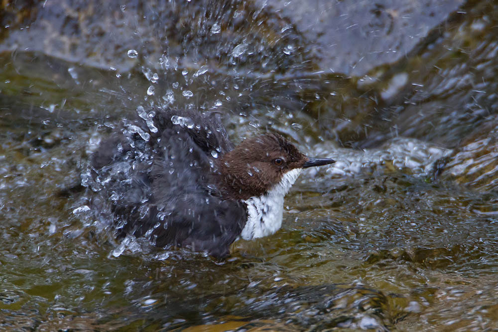 Canon EF 500mm F4L IS USM sample photo. Dipper photography