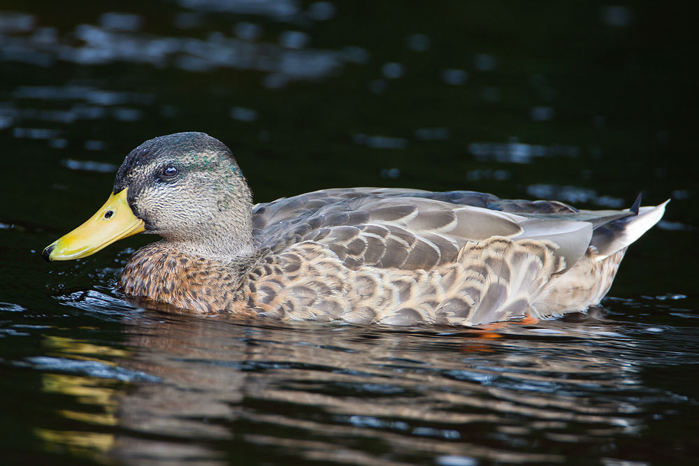 Canon EF 500mm F4L IS USM sample photo. Mallard photography